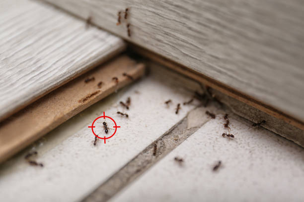 Best Insect Control  in Pineville, NC