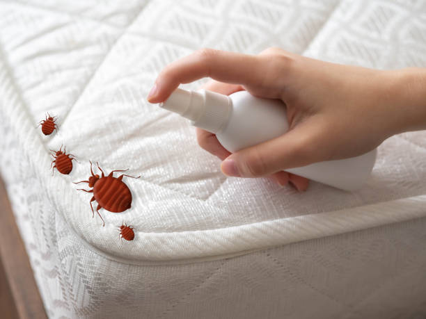 Best Mosquito Control Services  in Pineville, NC